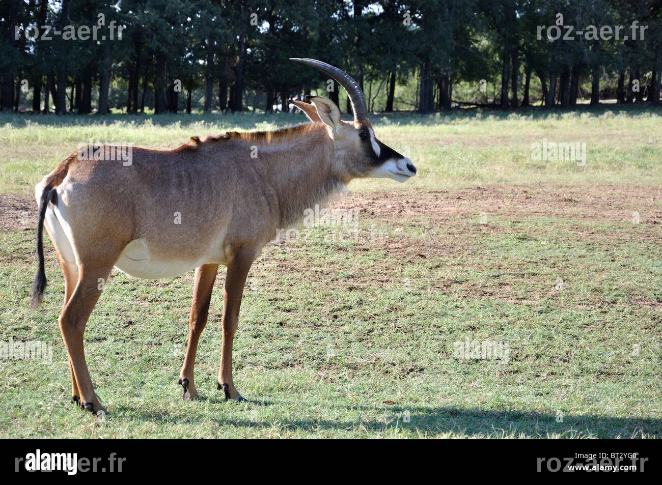 Une entreprise américaine se lance dans la résurrection de l'antilope bluebuck, disparue à jamais