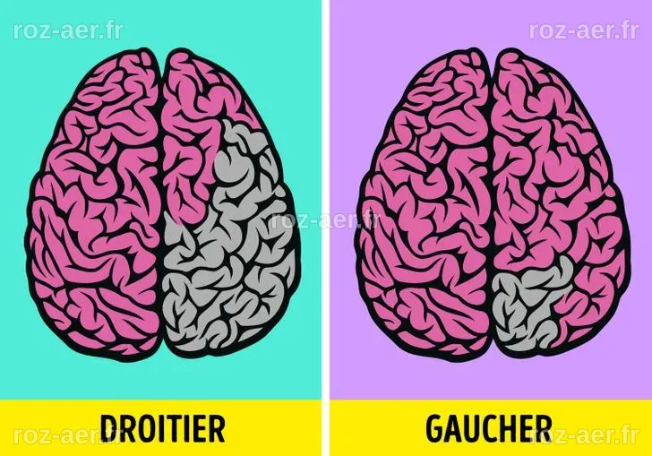 Pourquoi les gauchers continuent de prospérer ? Une découverte scientifique révèle un trait caché dans leur cerveau