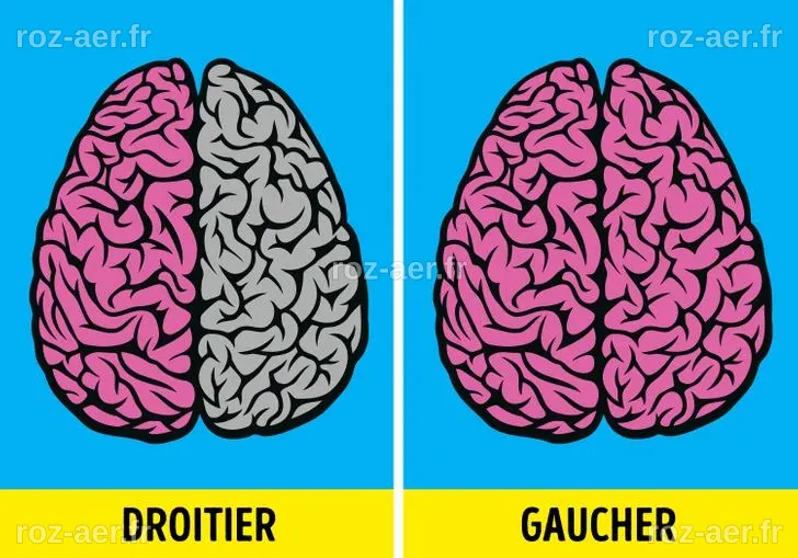Pourquoi les gauchers persistent-ils ? Une étude scientifique révèle un trait agressif insoupçonné dans leur cerveau