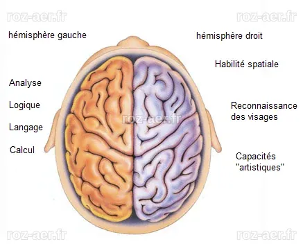 Pourquoi les gauchers sont-ils gauchers ? ~ Sweet Random Science