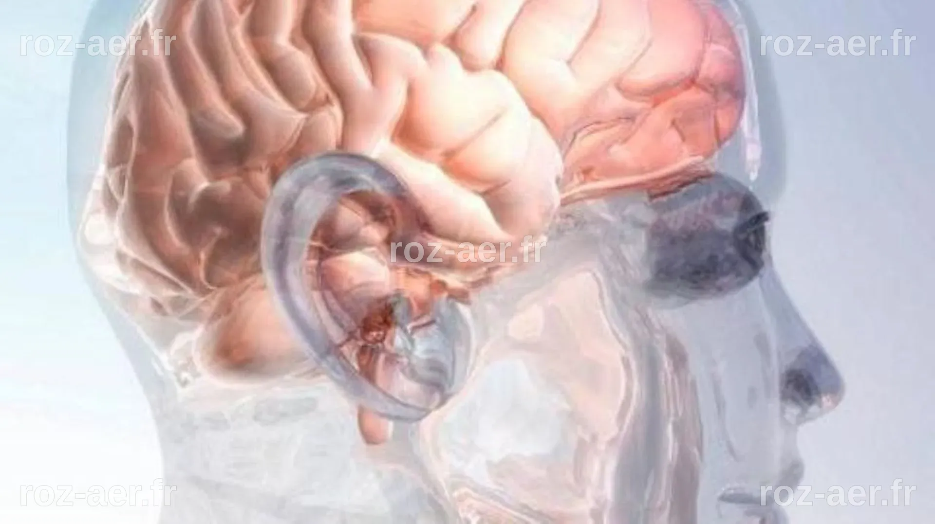 Cerveau des hommes et des femmes: il n'y a pas de différence notable ...
