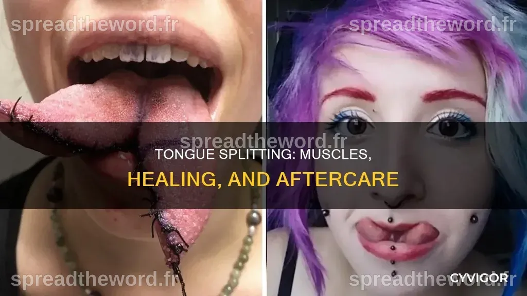 Tongue Splitting: Muscles, Healing, And Aftercare | CyVigor