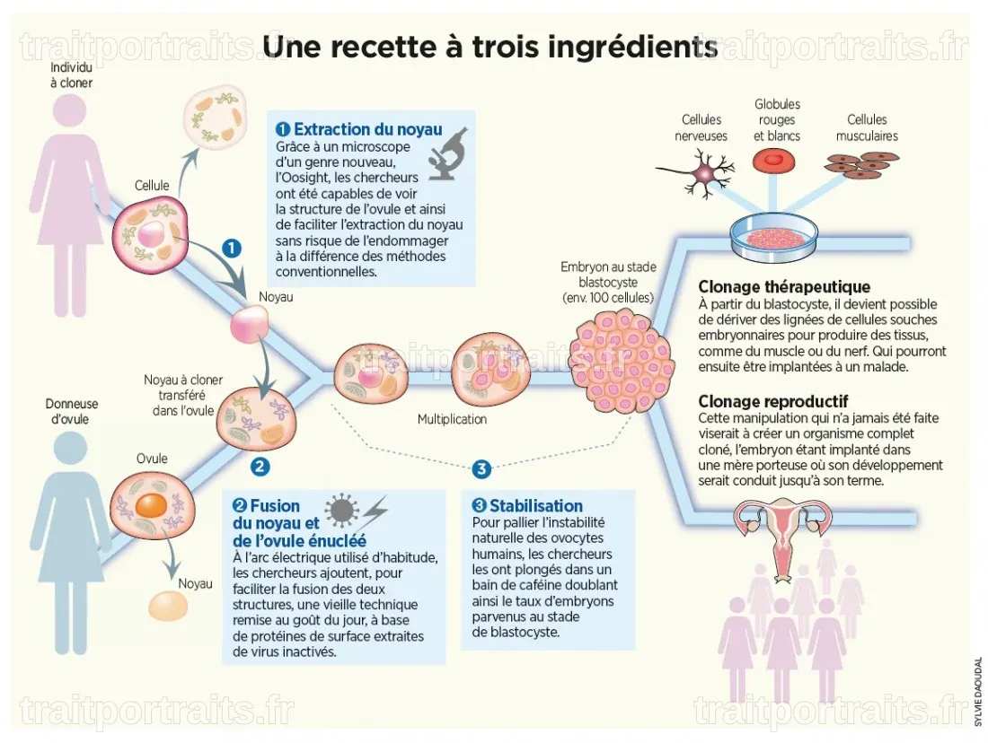 Le clonage humain : un rêve inaccessibilité face aux barrières biologiques