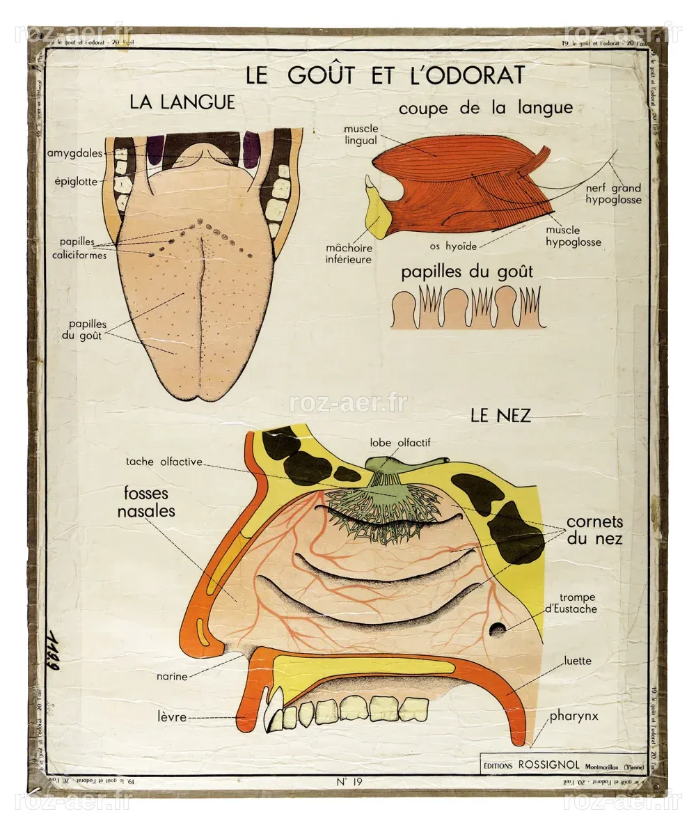 Musée virtuel du Patrimoine scolaire - Carte :: L'oeil n°20 - le goût ...