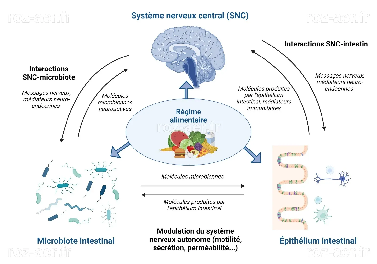 Le microbiote racinaire des plantes | Planet-Vie