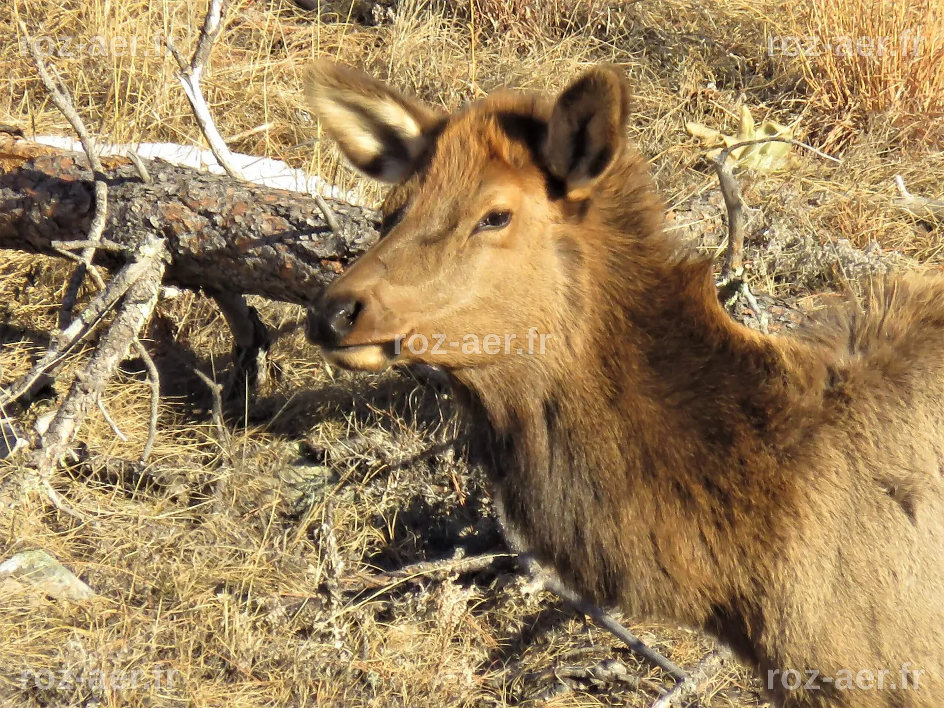 Les élans migrent vers l'est du Dakota du Sud : l'État réagit avec des licences de chasse illimitées
