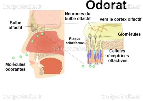 Une avancée majeure : la cartographie du sens de l'odorat
