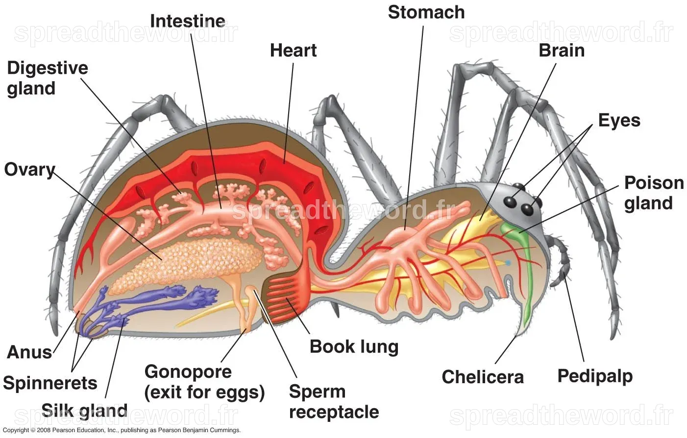 the structure of an animal's body and its external organs are labeled ...