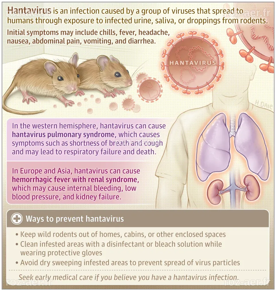 What Is Hantavirus? | Infectious Diseases | JAMA | JAMA Network