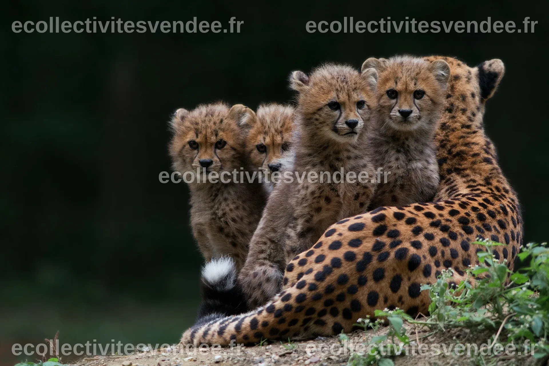 Cheetah Cubs Wallpaper Zoo Shares Photos Of Cheetah Cubs Receiving