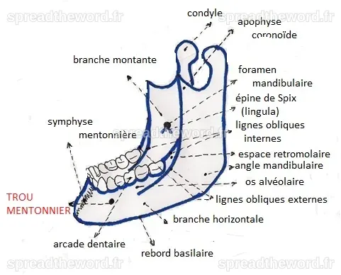 Trou mentonnier — Conseil Dentaire Dr.Hauteville