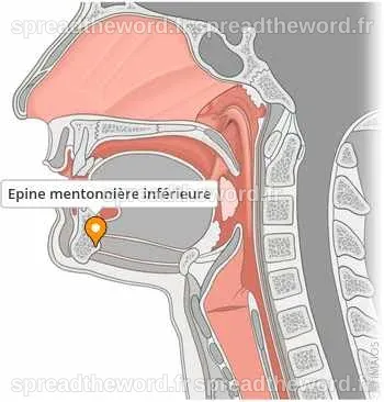 Epine mentonnière inférieure - e-Anatomy - IMAIOS