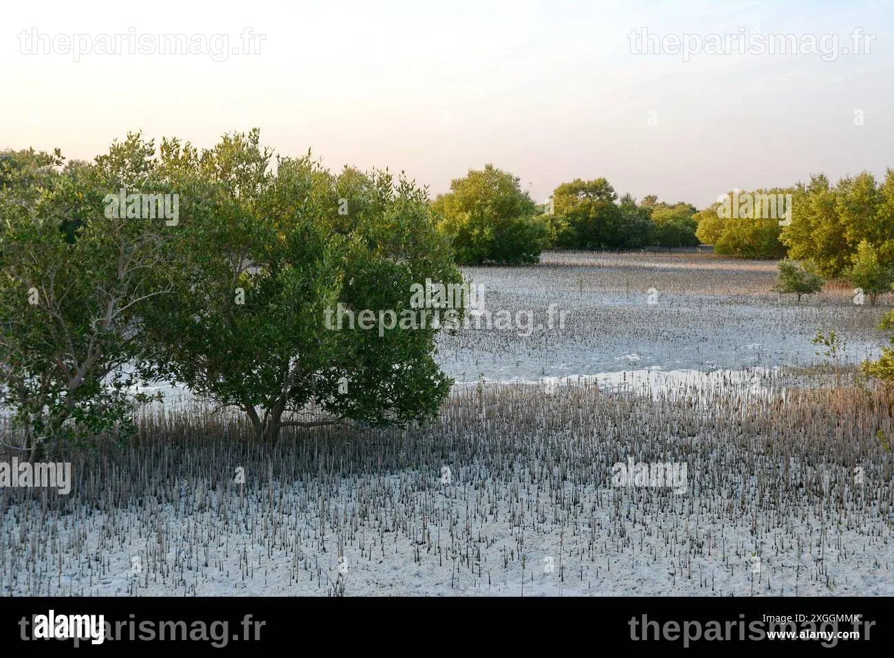 Parc de mangrove de jubail Banque de photographies et d’images à haute ...